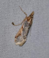 Loxostege albiceralis