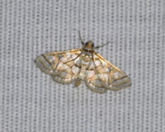 Pseudopyrausta santatalis