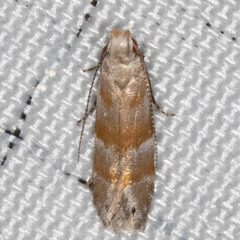 Battaristis vittella