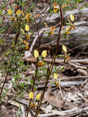 Diuris leopardina