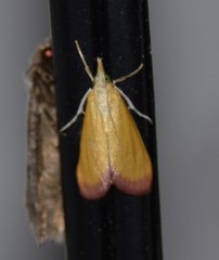 Xanthostege roseiterminalis