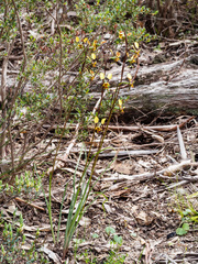 Diuris leopardina