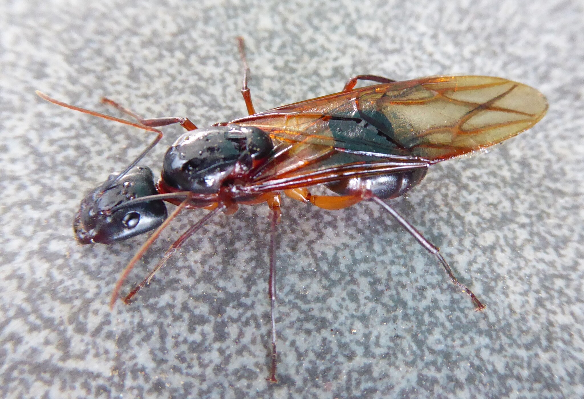 Camponotus festinus festinus