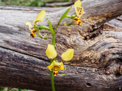 Diuris leopardina