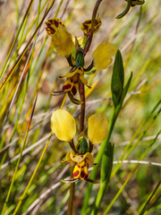 Diuris leopardina