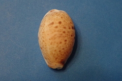 Lyncina lynx