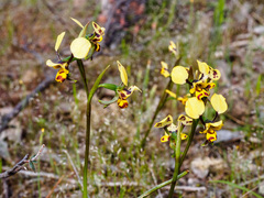 Diuris leopardina
