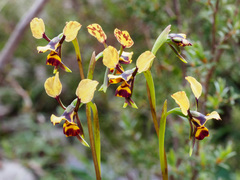 Diuris leopardina
