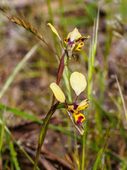 Diuris leopardina