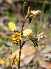 Diuris leopardina
