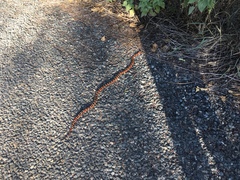 Lampropeltis pyromelana