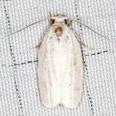 Antaeotricha albulella