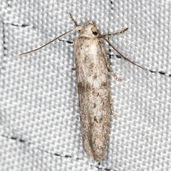 Hypatopa punctiferella
