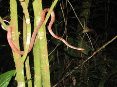Siphlophis compressus