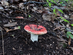 Russula mexicana