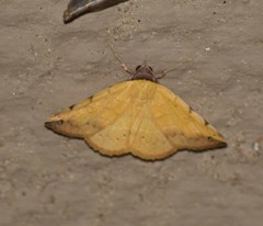 Hemeroplanis floccalis