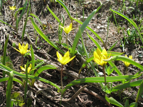 Tulipa dasystemon, photograph 2