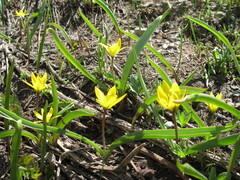 Tulipa dasystemon, photograph (c) Artem Abdukakharov, some rights reserved (CC BY)