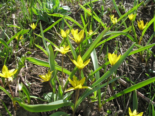 Tulipa dasystemon, photograph 3