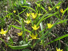Tulipa dasystemon, photograph (c) Artem Abdukakharov, some rights reserved (CC BY)