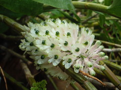 Dendrobium smillieae