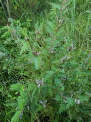 Chamaecrista nictitans aspera