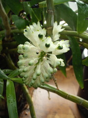 Dendrobium smillieae