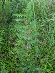 Chamaecrista nictitans aspera