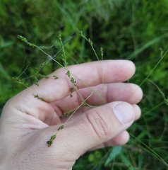 Angiospermae