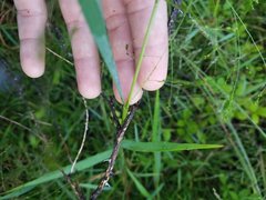 Angiospermae