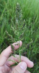 Echinochloa