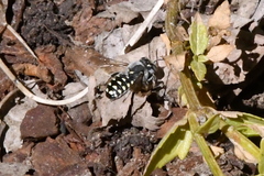 Anthidium maculosum