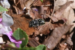 Anthidium maculosum
