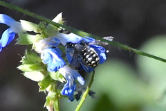 Anthidium maculosum