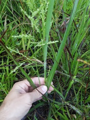 Echinochloa