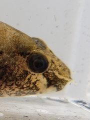 Proterorhinus semilunaris