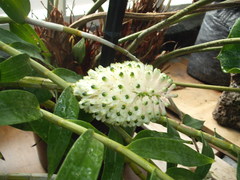 Dendrobium smillieae