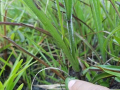 Echinochloa