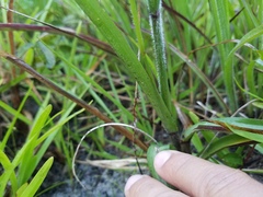 Echinochloa