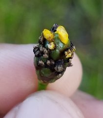 Xyris jupicai