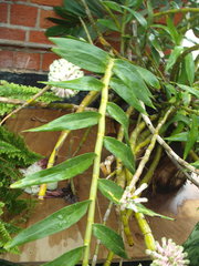 Dendrobium smillieae