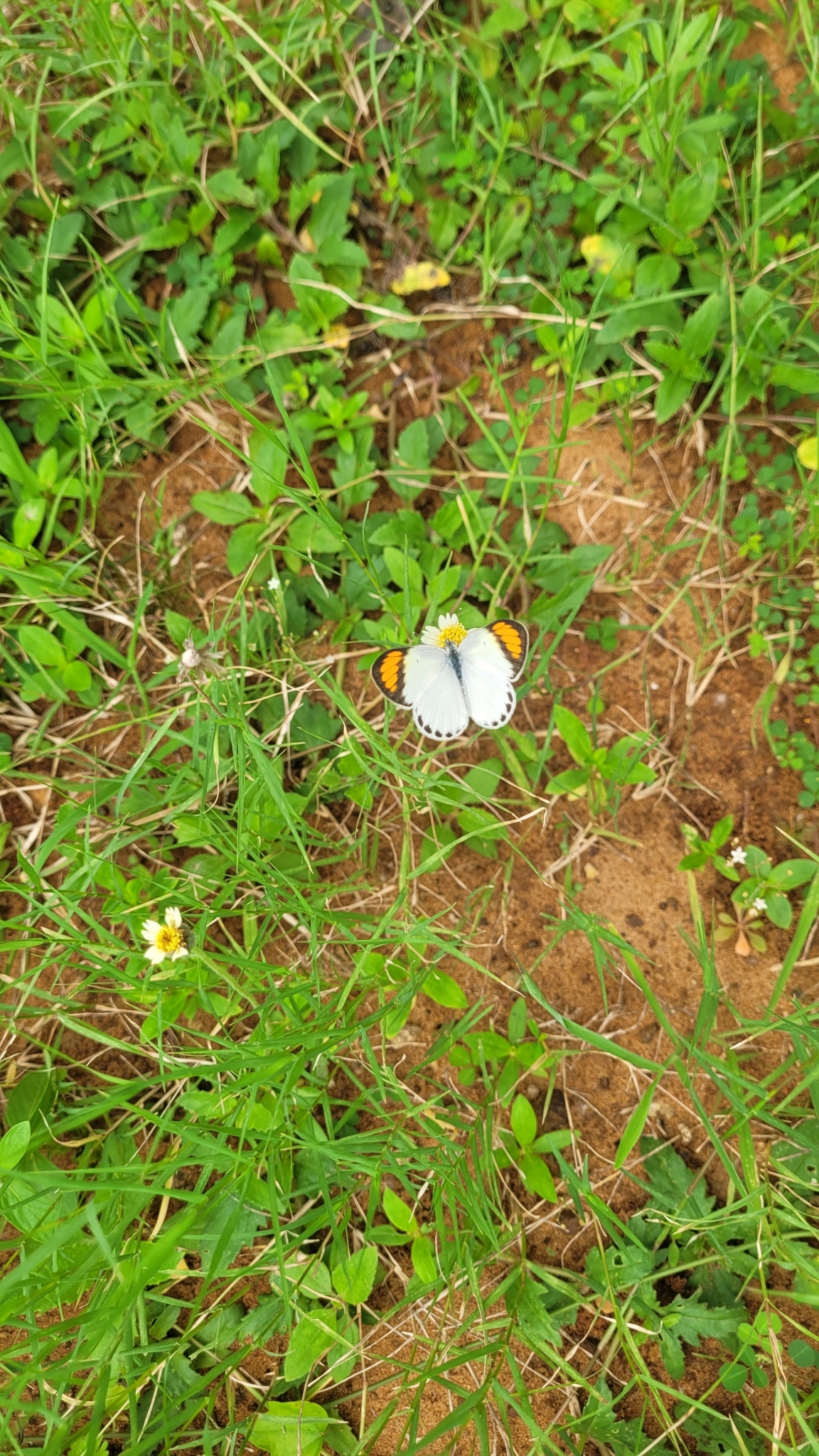Little Orange-Tip