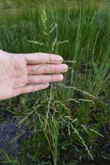 Poaceae