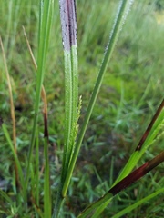 Poaceae