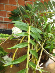 Dendrobium smillieae