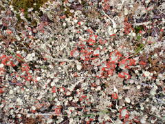 Cladonia borealis