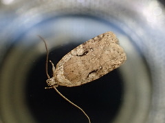 Agonopterix curvilineella
