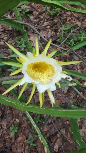 Dragonfruit cactus fruit