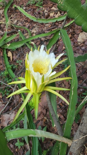 Dragonfruit growing on a cactus