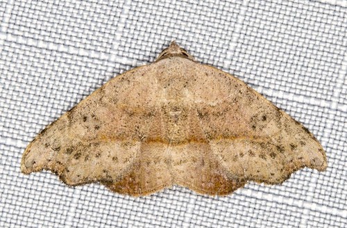 Laspeyria concavata (Walker, 1863)